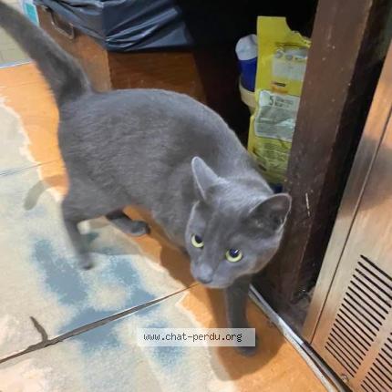 Photo 1/1 Found cat Found in Saint sulpice les feuilles