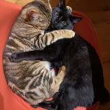 Picture of cat lost at Saint Philbert De Grand Lieu