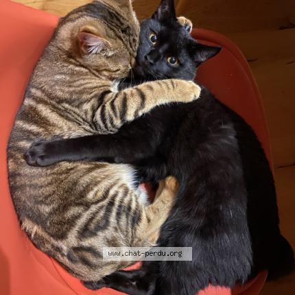 Photo 1/1 Krokmou Chat lost in Saint philbert de grand lieu