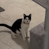 Picture of cat lost at Brooklyn