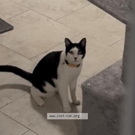 Photo 1/1 Chase Chat lost in Brooklyn