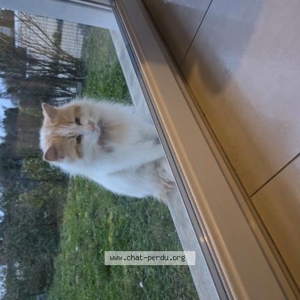 Photo 1/1 Found cat Found in Ecommoy