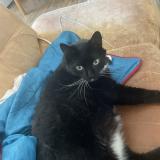 Picture of cat lost at Arbois