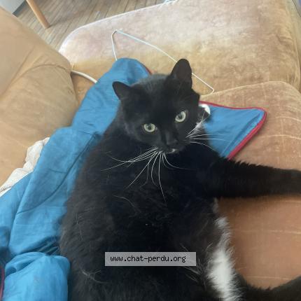 Photo 1/1 Pompon Chat lost in Arbois