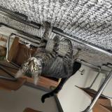 Picture of cat lost at Marseille