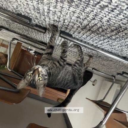 Photo 1/1 Django Chat lost in Marseille