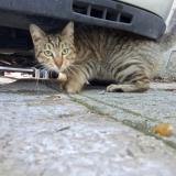 Picture of cat found at Marseille