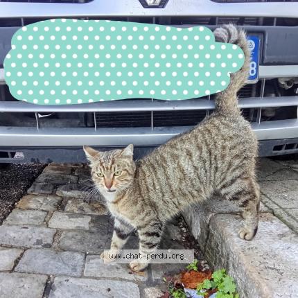 Photo 2/4 Found cat Found in Marseille