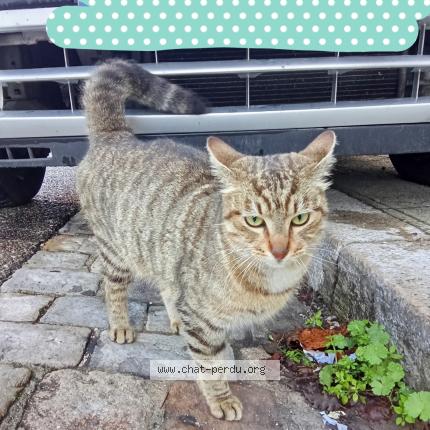 Photo 3/4 Found cat Found in Marseille