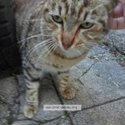 Photo 4/4 Found cat Found in Marseille