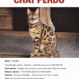 Picture of cat lost at St Julien Sur Cher