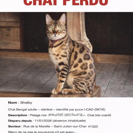 Photo 1/1 Shelby Chat lost in St julien sur cher