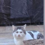 Picture of cat found at Margny Les Compiegne