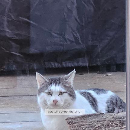 Photo 1/1 Found cat Found in Margny les compiegne