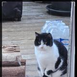 Picture of cat found at Margny Les Compiegne