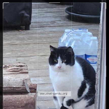 Photo 1/1 Found cat Found in Margny les compiegne