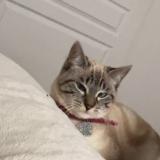 Picture of cat lost at 85000 La Roche Sur Yon