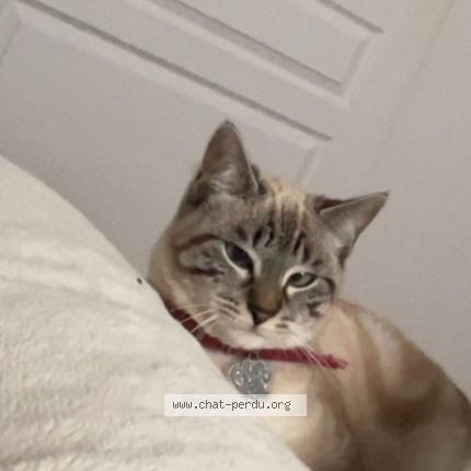 Photo 1/1 Aliz&eacute;e Chat lost in 85000 la roche sur yon