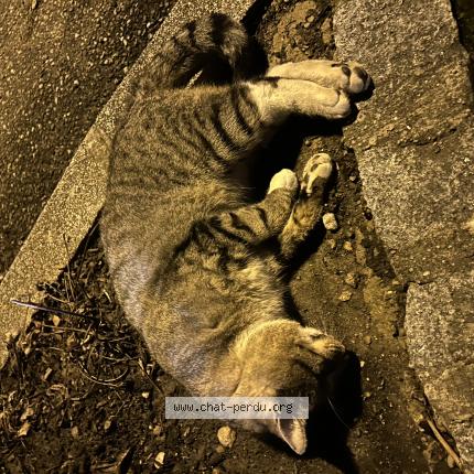 Photo 1/1 Found cat Found in Ensisheim