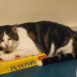 Picture of cat lost at Ste Consorce