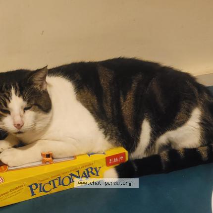 Photo 1/1 Titi Chat lost in Ste consorce