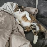 Picture of cat lost at Merignac