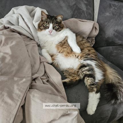 Photo 1/1 Noe PRASSER Chat lost in Merignac