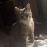 Picture of cat lost at Cartignies