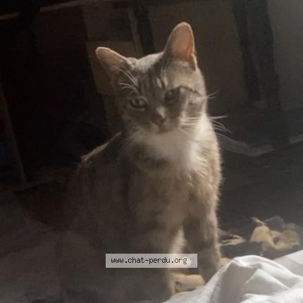 Photo 1/1 Irish Chat lost in Cartignies