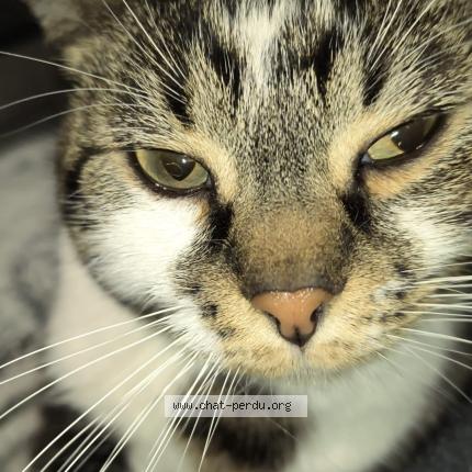 Photo 1/1 Luna Chat lost in Daux