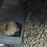 Picture of cat found at Venarsal