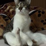 Picture of cat lost at Bruxelles