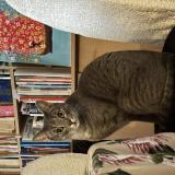 Picture of cat lost at Vincennes