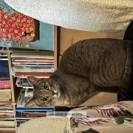 Photo 1/1 Chamallow Chat lost in Vincennes