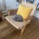 Picture of cat found at Chene Bougeries