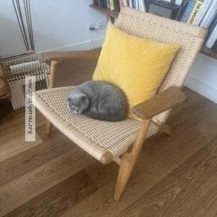 Photo 1/3 Found cat Found in Chene bougeries