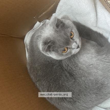 Photo 2/3 Found cat Found in Chene bougeries