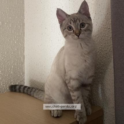 Photo 1/1 Lumi Chat lost in Moivrons