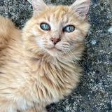 Picture of cat lost at Nieuil L Espoir