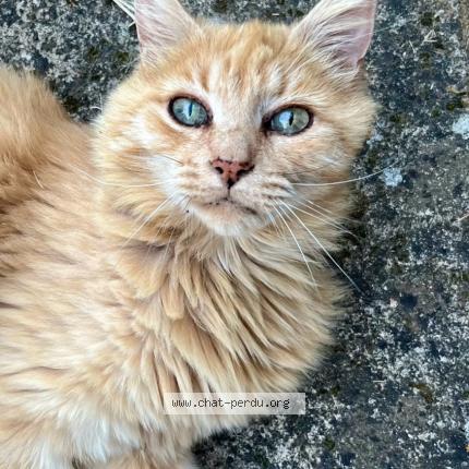 Photo 1/1 Lucien Chat lost in Nieuil l espoir