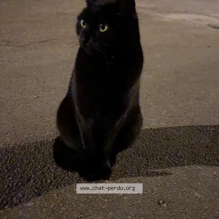 Photo 1/1 Cat reunited Found in Fraisans