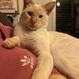 Picture of cat lost at Landerneau