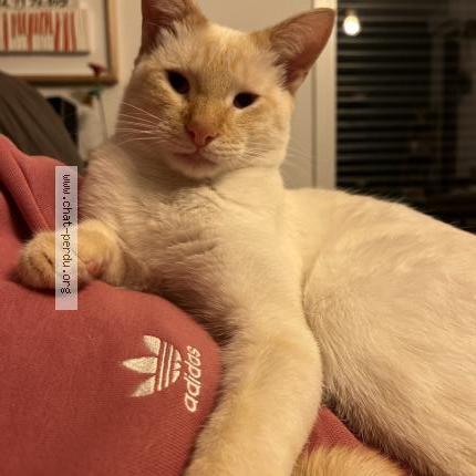 Photo 1/1 Lucky Chat lost in Landerneau