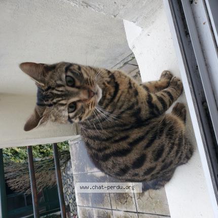 Photo 1/1 Found cat Found in Drancy