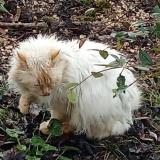 Picture of cat found at Saint Georges Des Coteaux