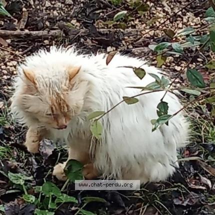 Photo 1/1 Found cat Found in Saint georges des coteaux