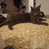 Picture of cat lost at Villecresnes