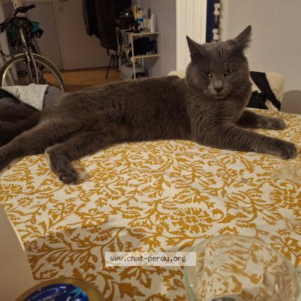 Photo 1/1 ROCKET Chat lost in Villecresnes