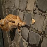 Picture of cat found at Paris