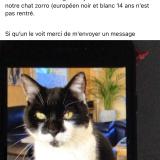 Picture of cat lost at Zuydcoote
